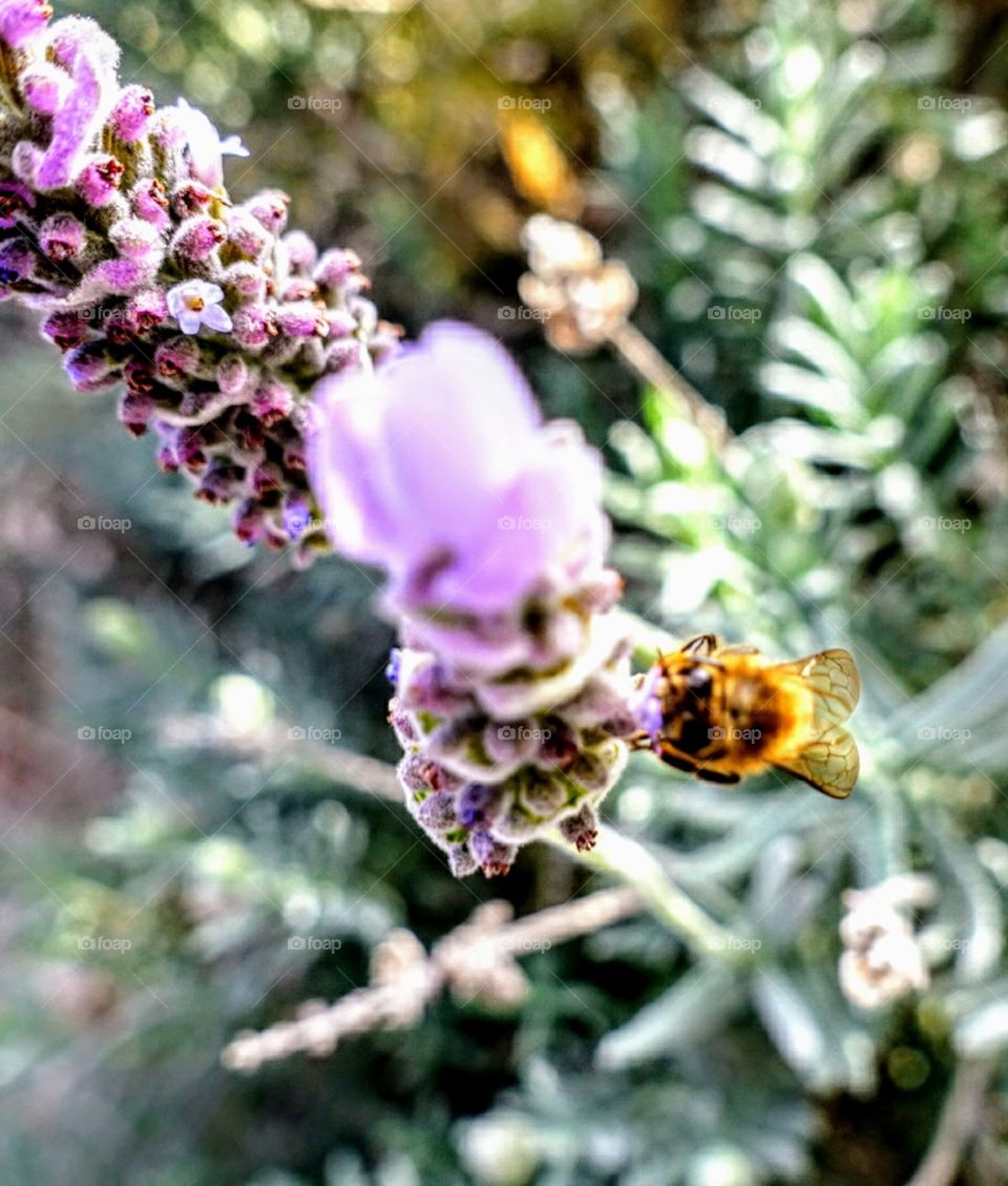Bee on Laven