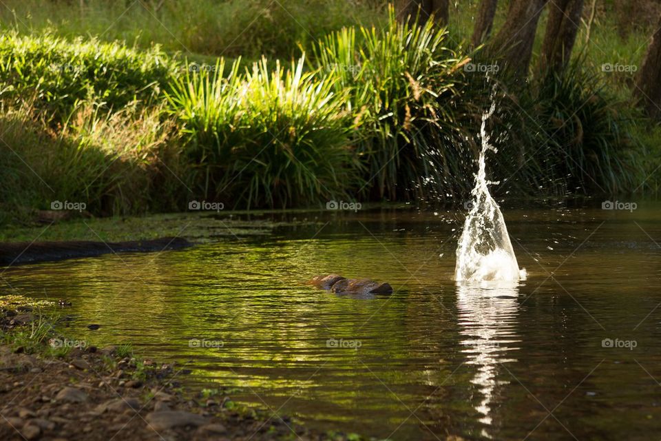 Water Splash