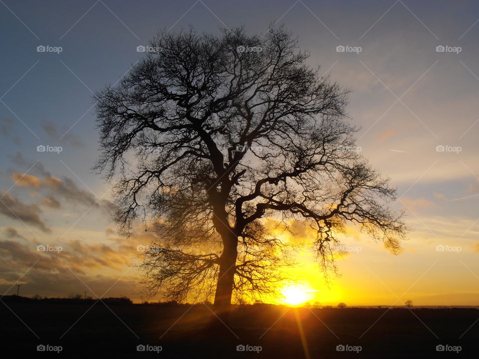 Oak Tree At Sunset