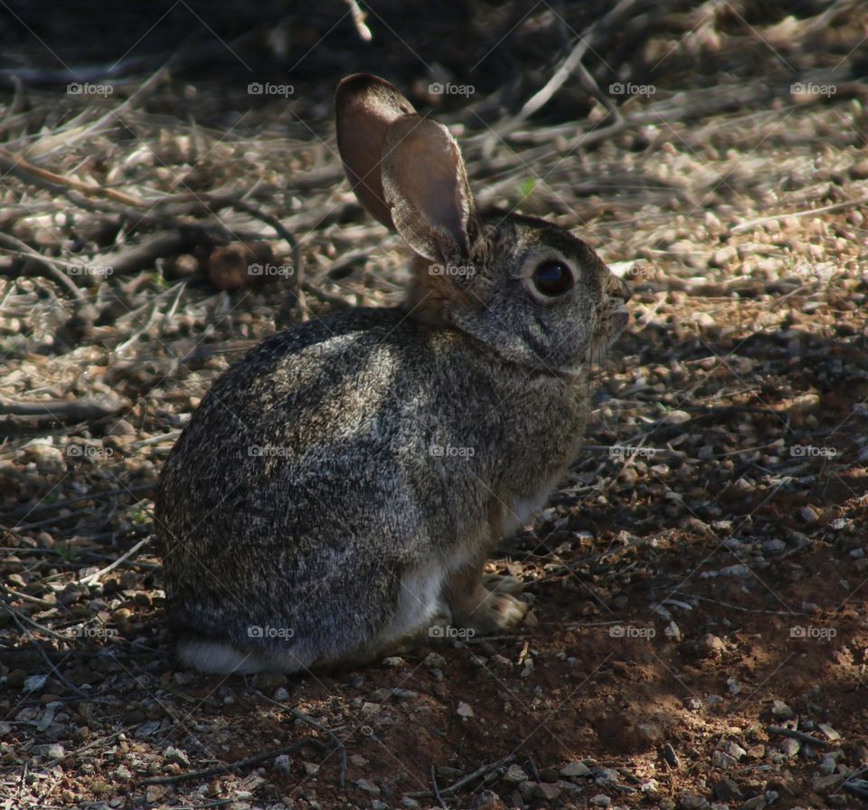 Desert Rabbit in the Shade