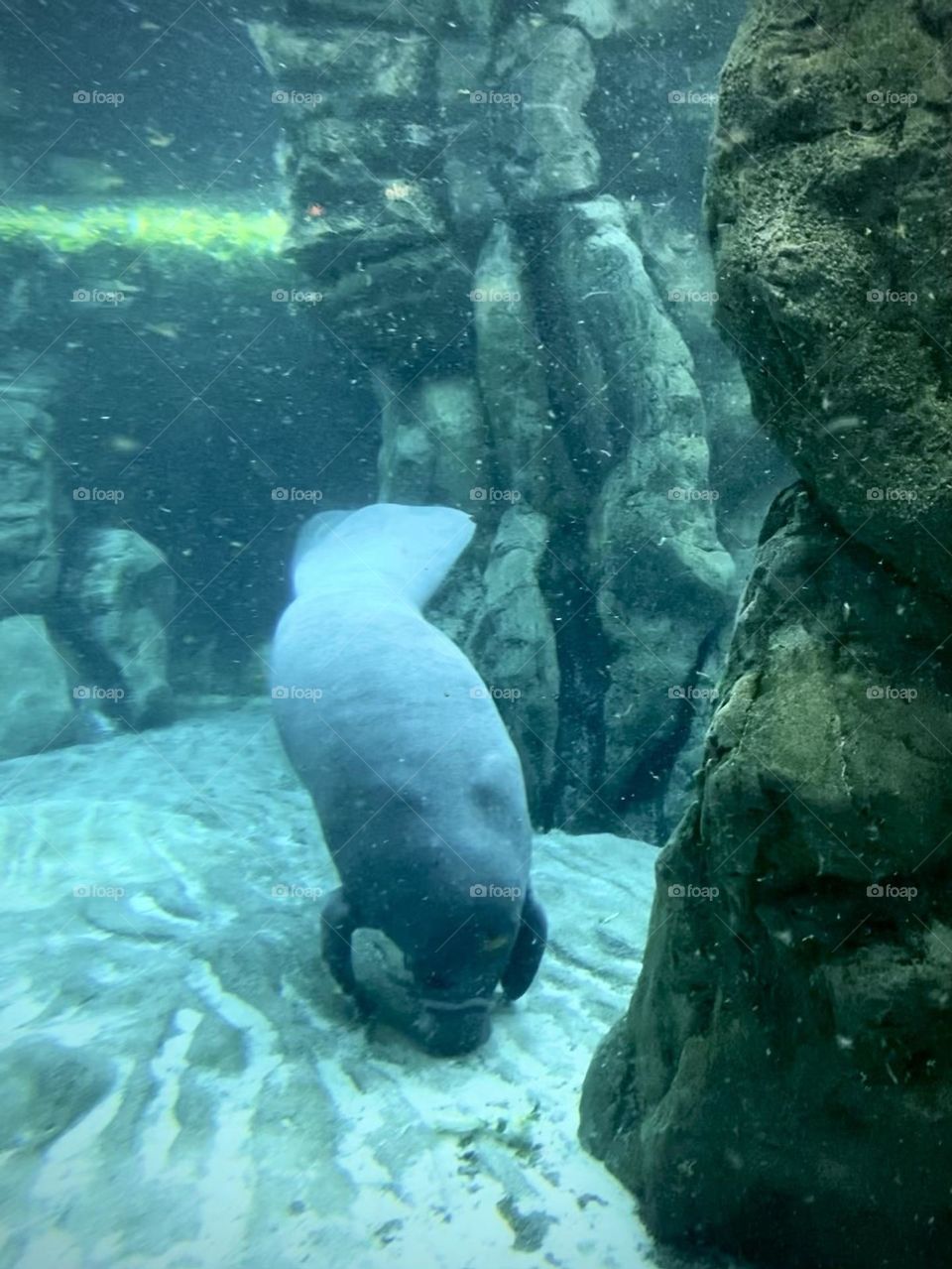 Manatee Eating 