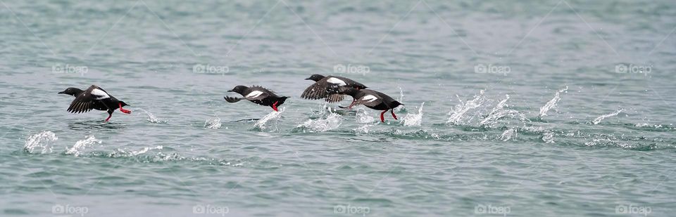 Pigeon guillemots on the move