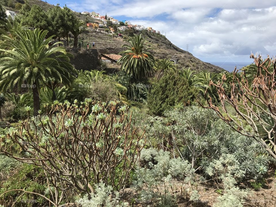 Tenerife’s greenery 