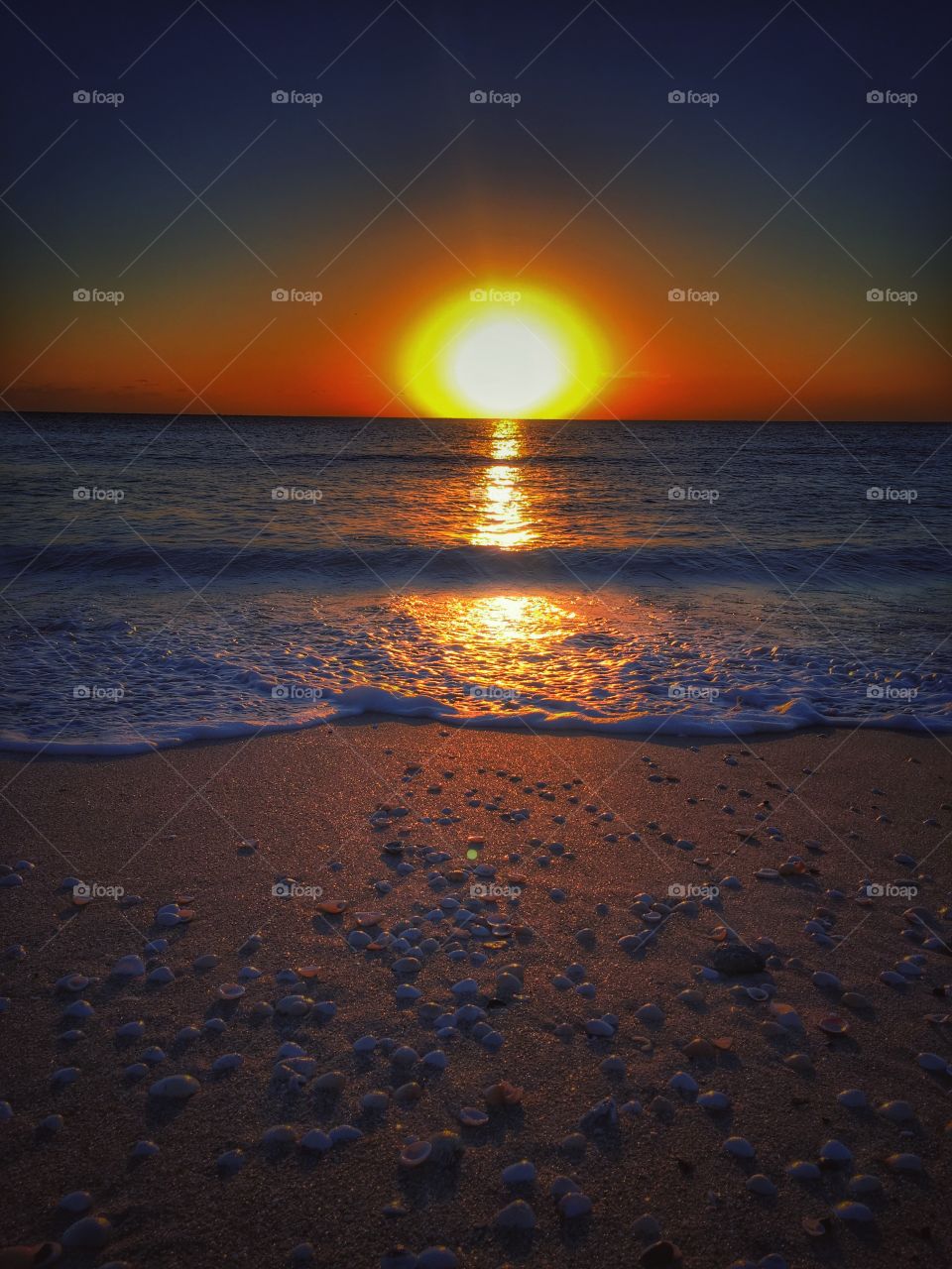 Seashells on sandy beach during sunset