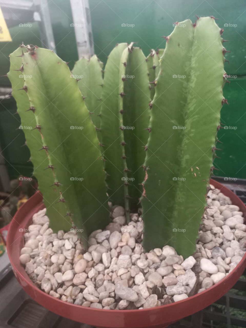 Os Cactos se tornaram elementos  indispensáveis  na decoração  de ambientes, podem ser mantidos em locais abertos ou fechados, o ideal é que a planta tenha acesso a luz solar, já  que ama o Sol e suporta altas temperaturas.