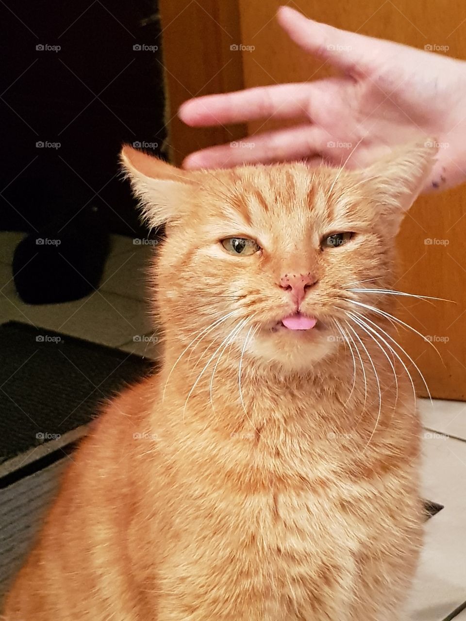 funny cat tongue outside ginger