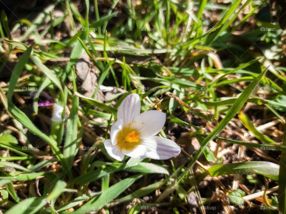 Spring Crocus flower.