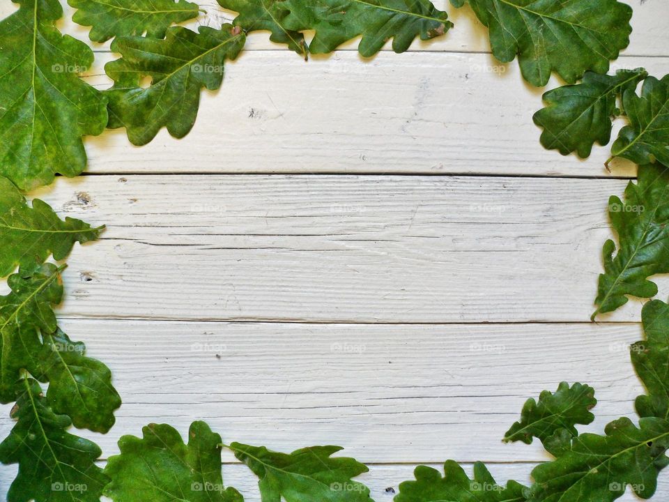 green oak leaves on white background