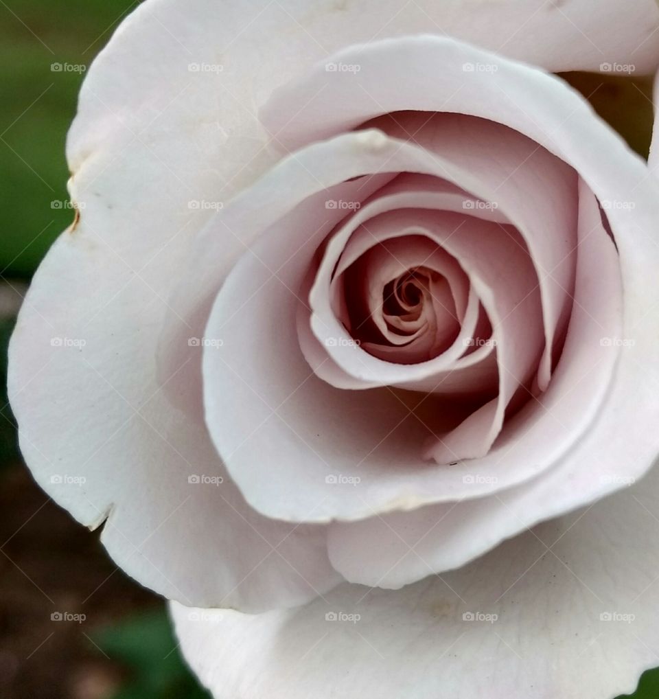 Cropped Steel Pink Rose