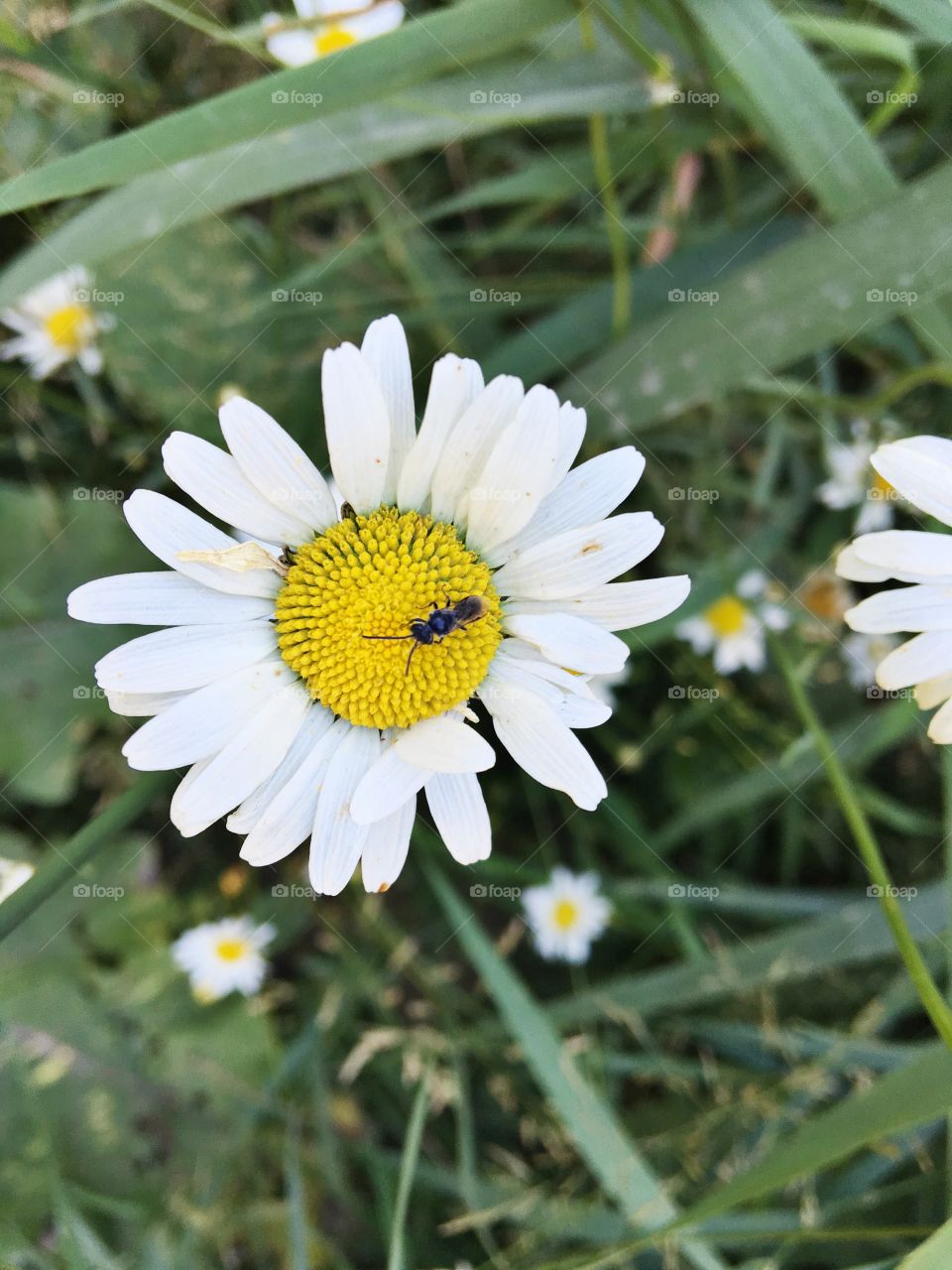 This photo features a beautiful wild daisy with a small bug nestling on its petals. 