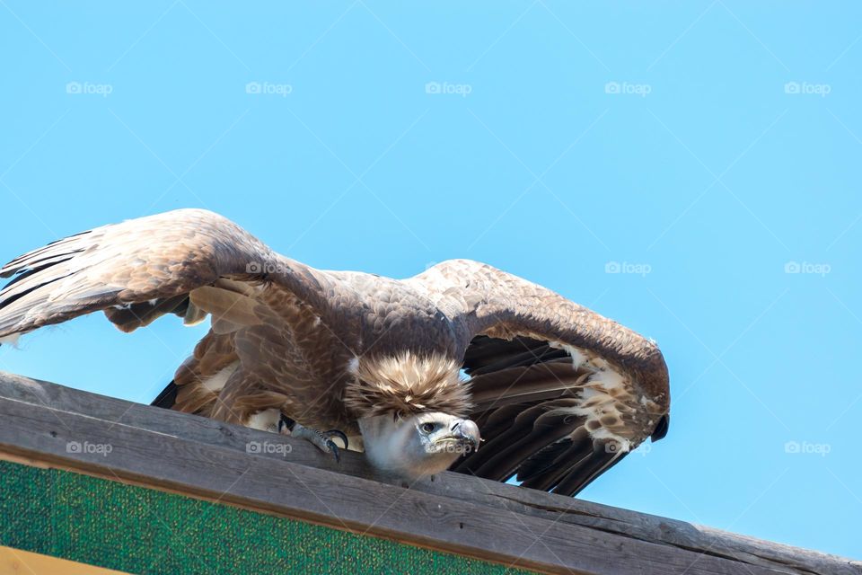 Griffon vulture (Gyps fulvus) about to take flight.