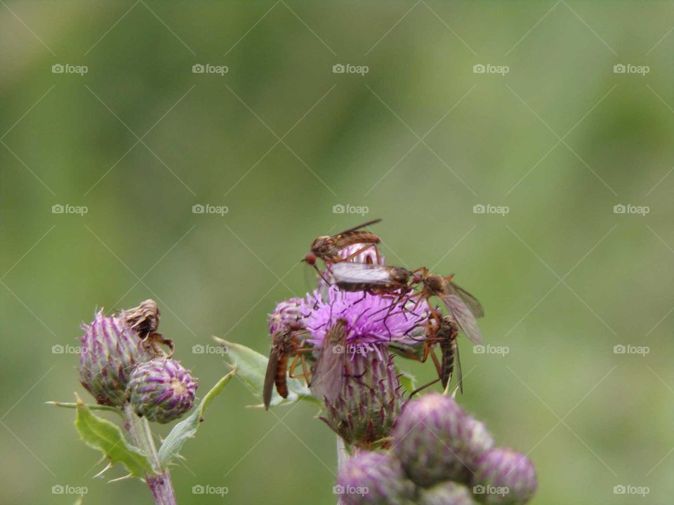 Insekten auf einer Distel