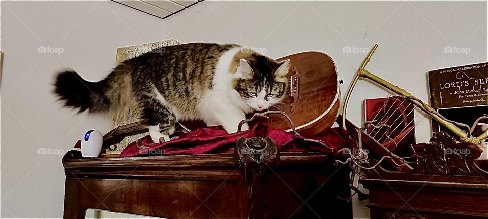 “Linda”, the cat from “Bavaria” explores the top of an old style tall wardrobe. She examines a burgundy red piece of velvet that cushions the antique mandolin lying on top of it. 2023. Hypnotic Productions