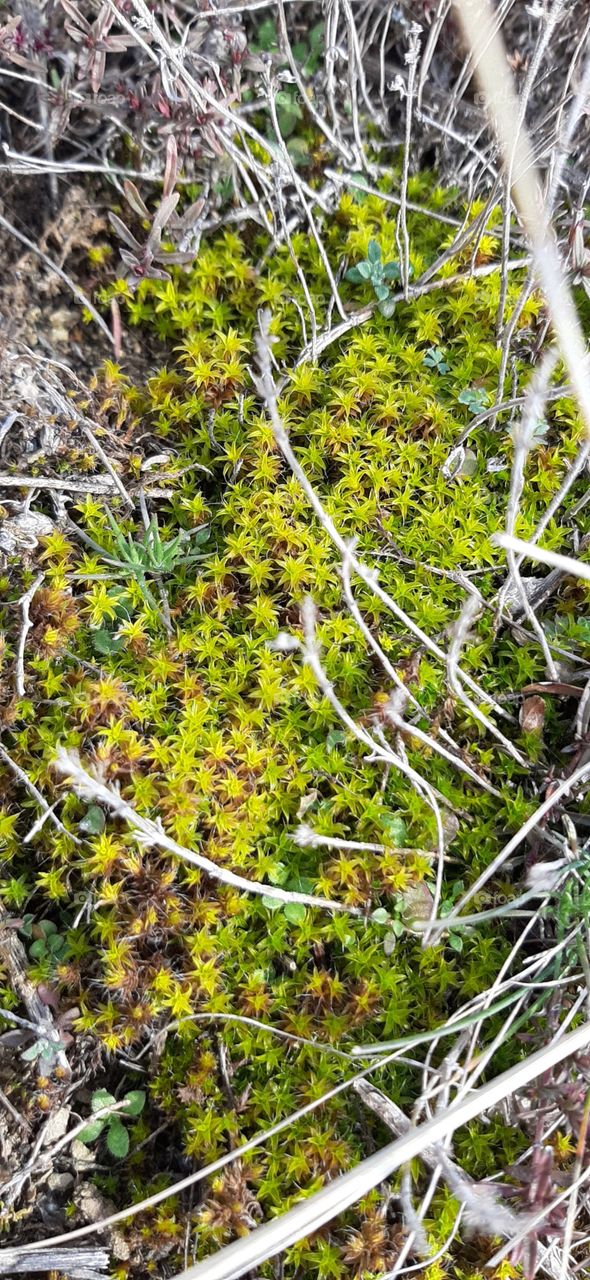 moss in winter