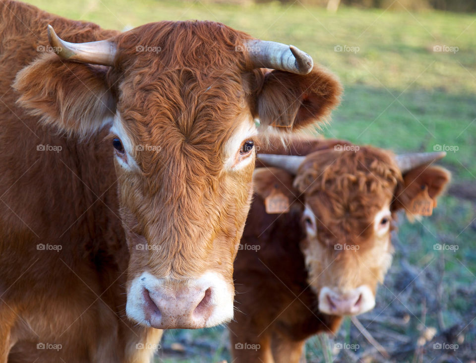 Close-up of a two calf