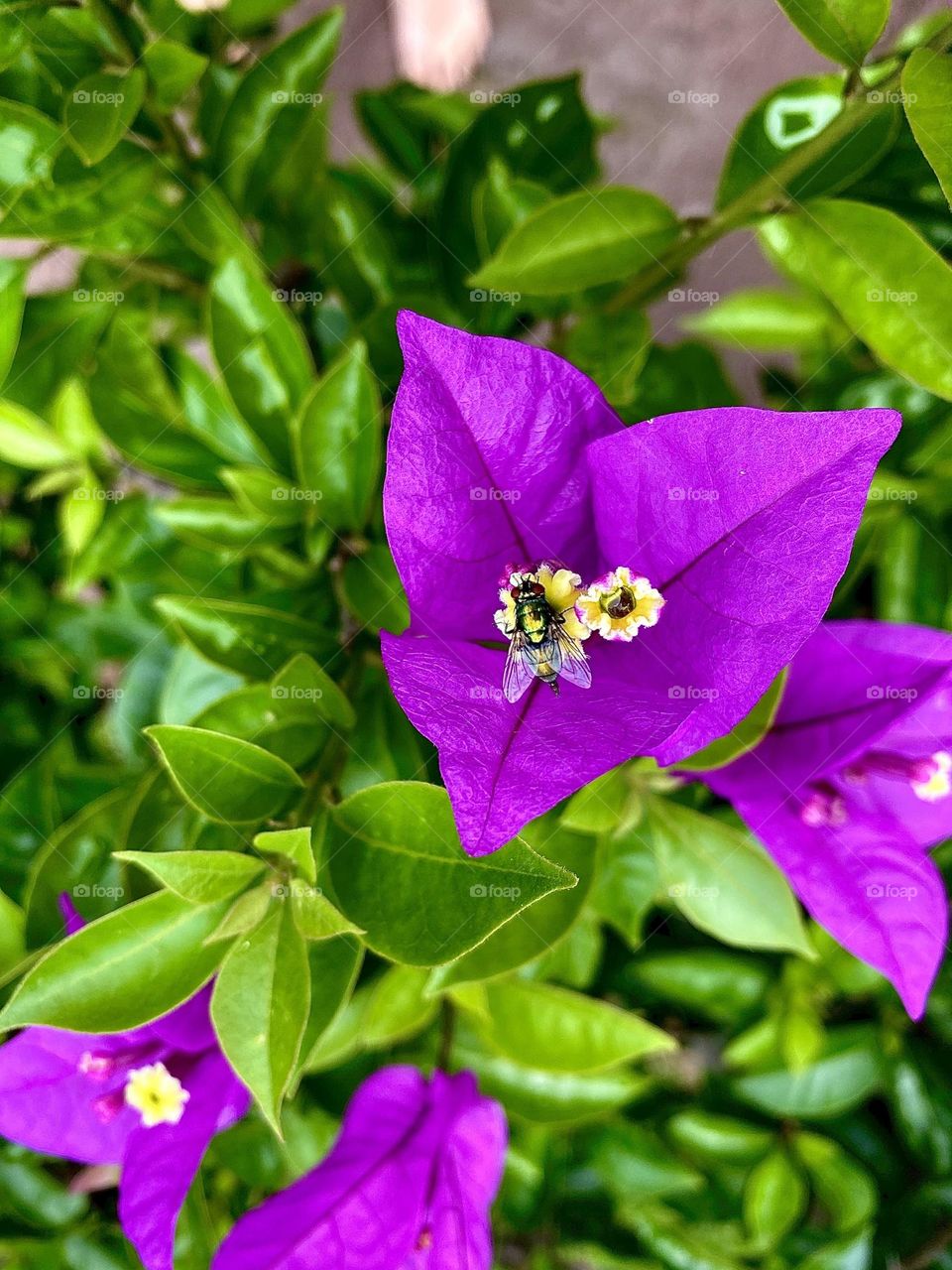 Fly on a flower