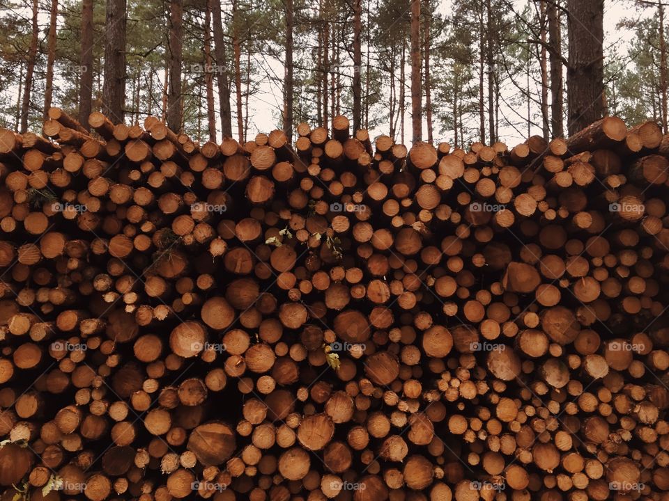 Tree, Forestry, Bark, Firewood, Trunk