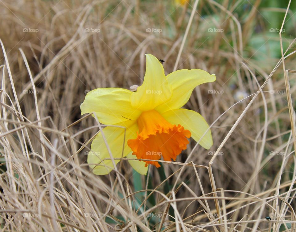 Close up of beautiful yellow-orange narcisuss