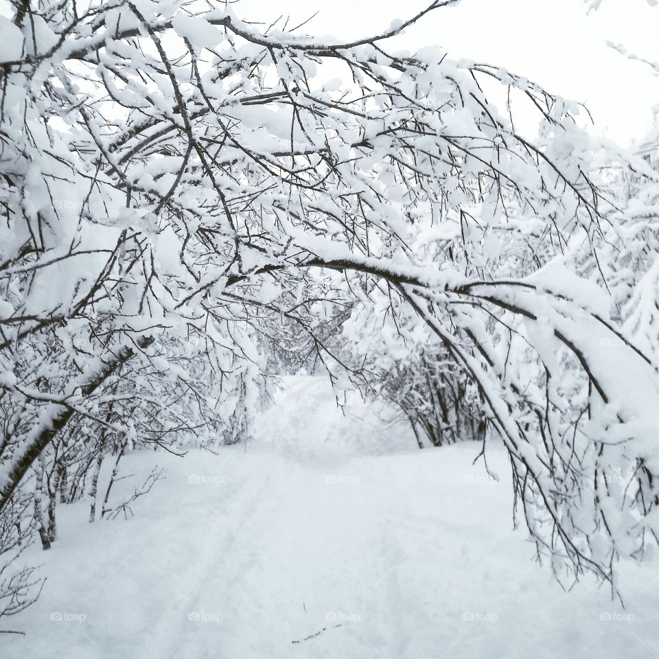 Snowcovered forest in winterwonderland