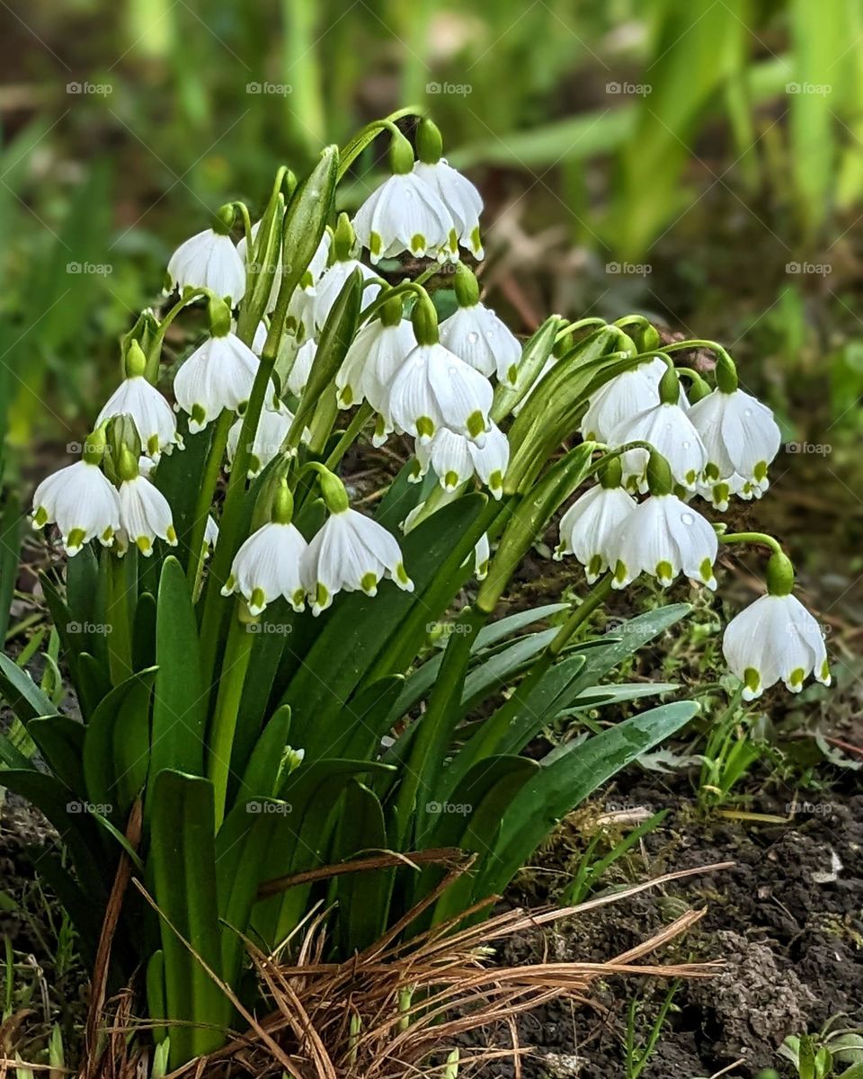 Snowdrops flowers