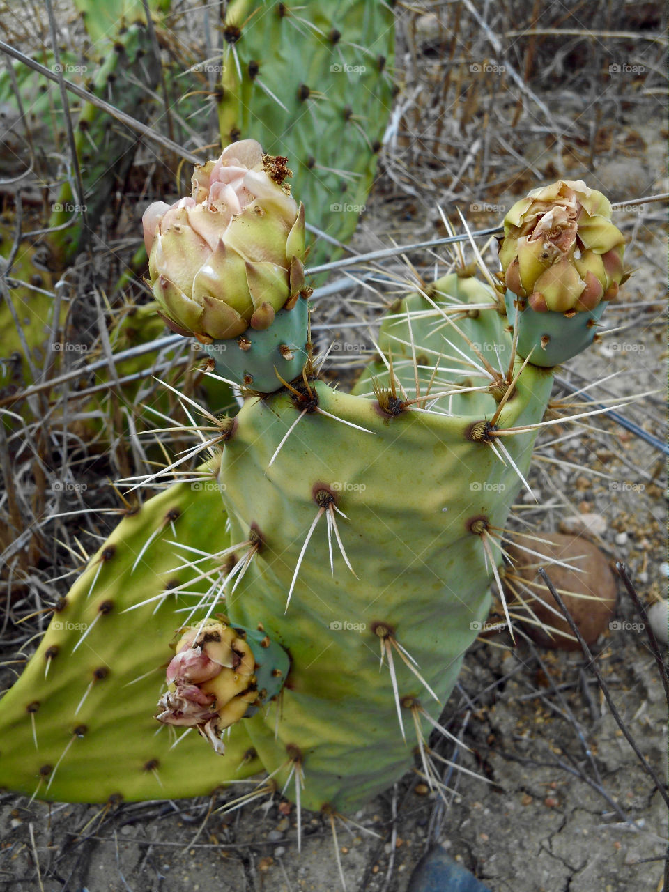 Cactus bloom 