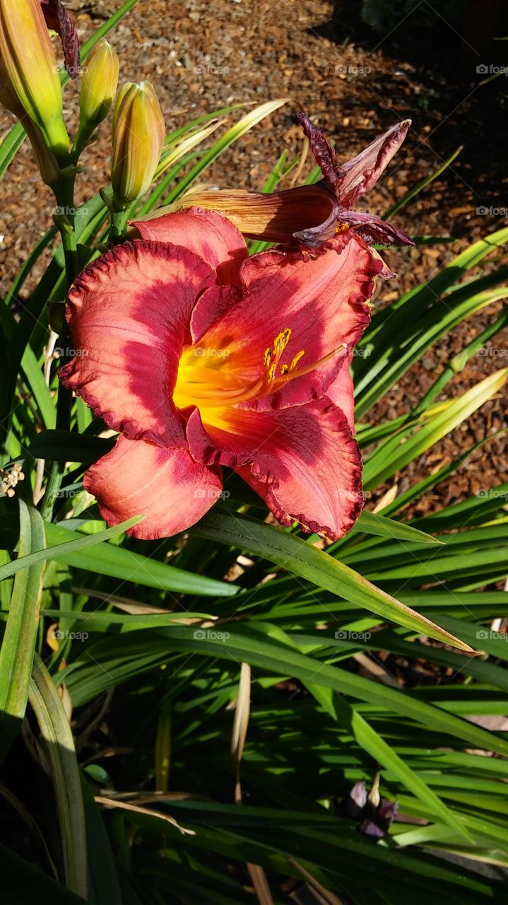 exotic colored flower