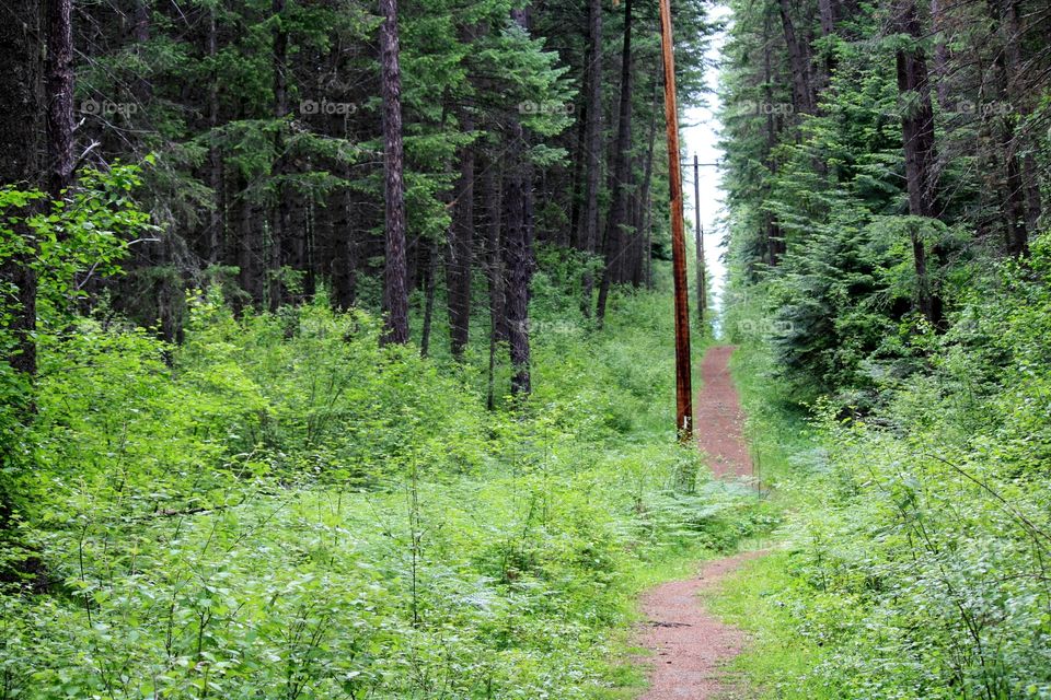 a walk in the woods. A path at Farragut State Park Idaho