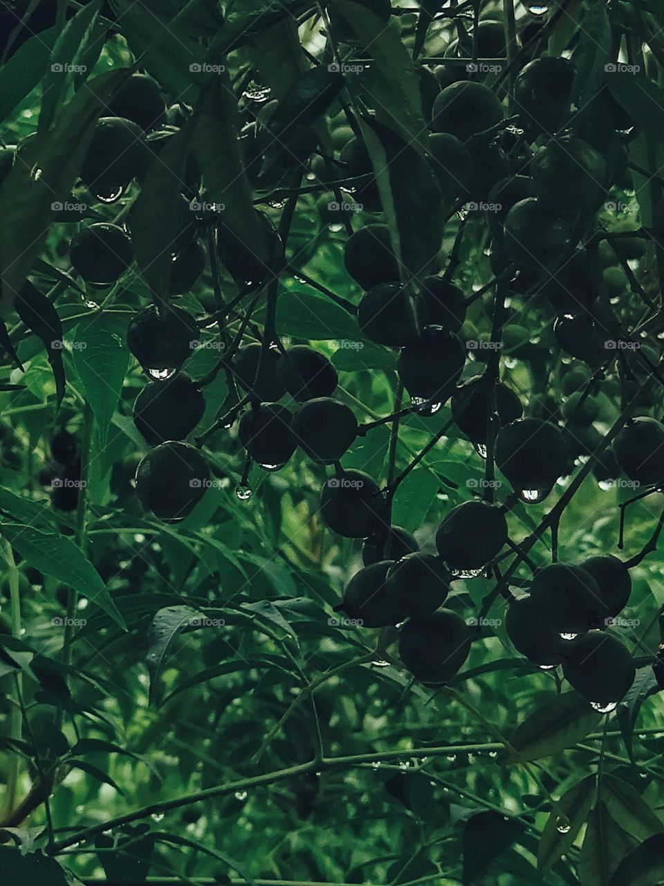 Dew drops on a wild fruit