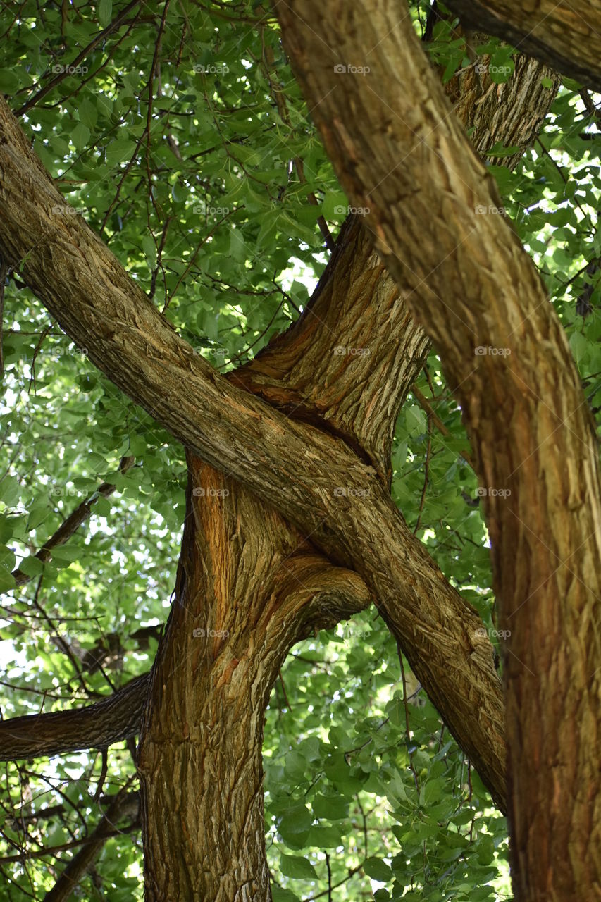 trees bark leaves summertime