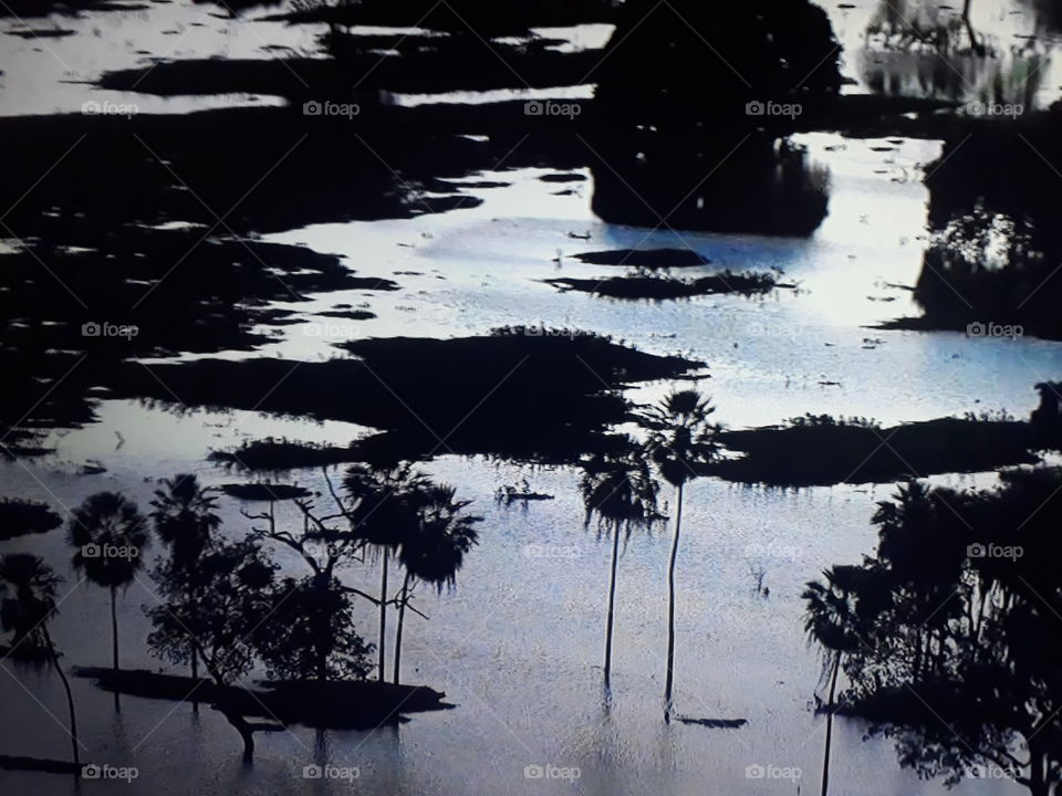 a beautiful landscape in the Brazilian Pantanal in the Amazon with several lakes and palm trees