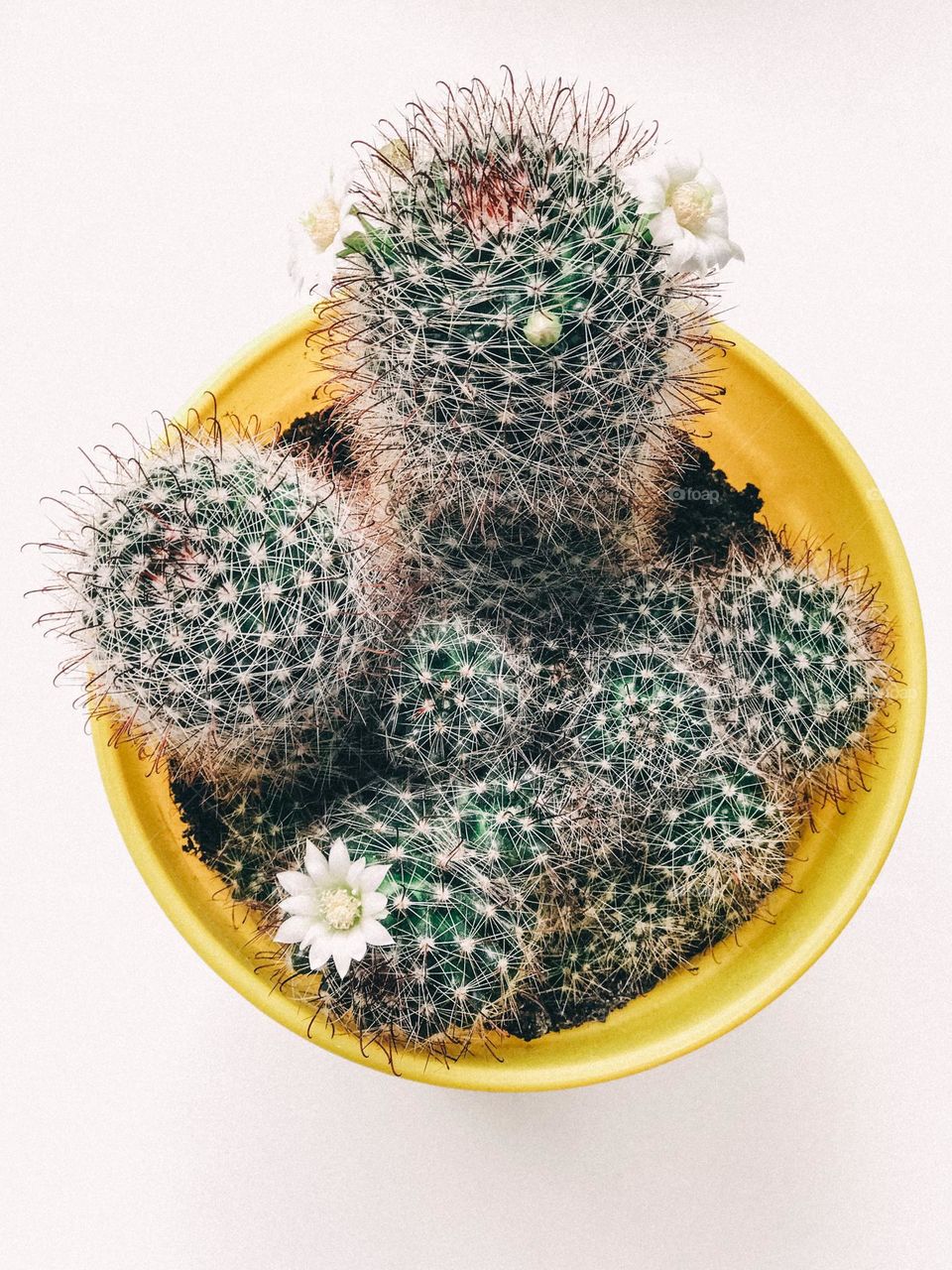 Cactus