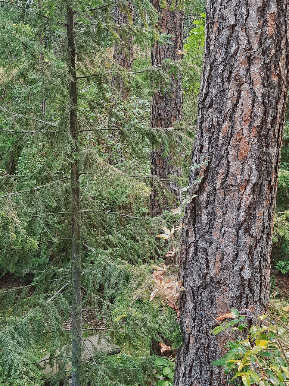 Forest interior