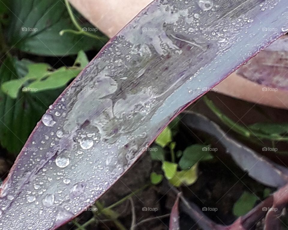 rain drops on a leaf