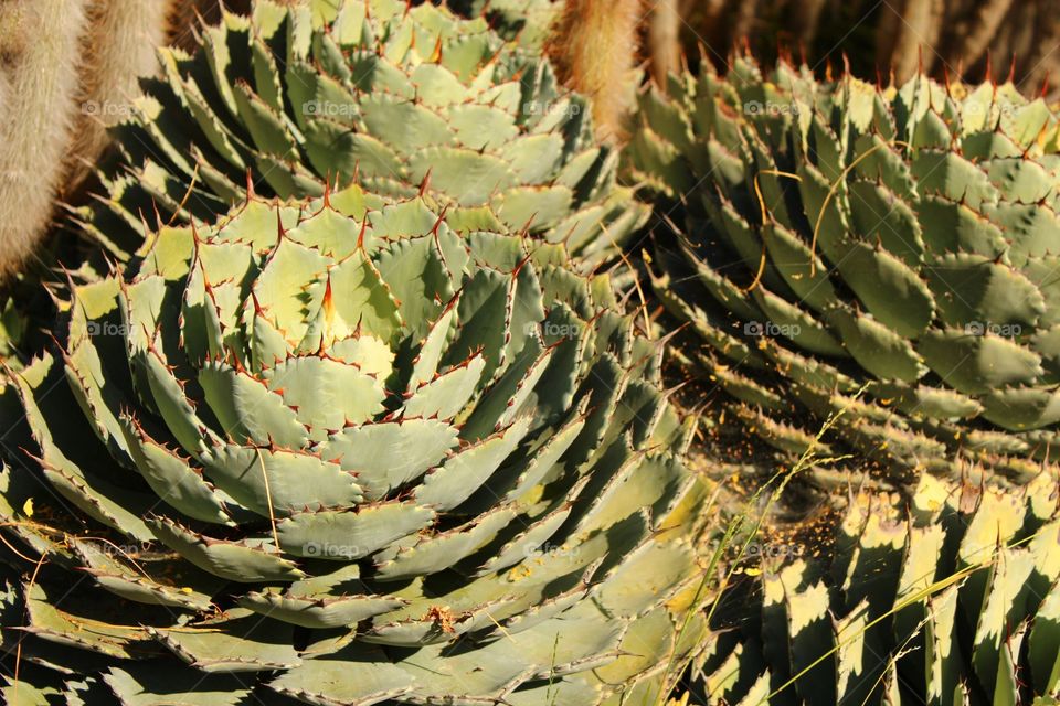 Cactus, Succulent, Spine, Prickly, Desert