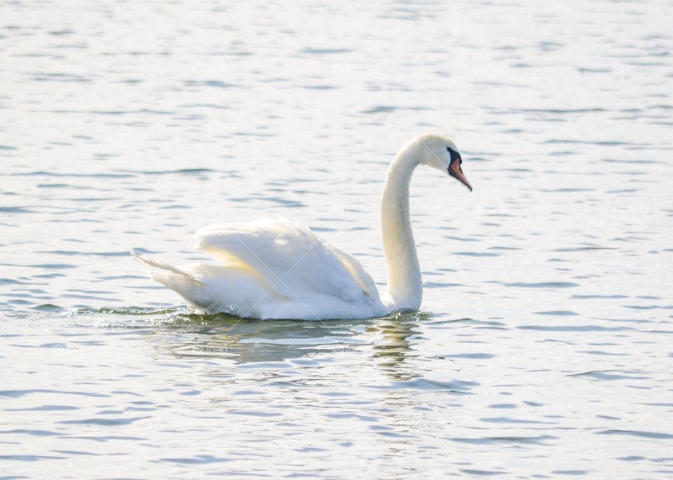 Swiming swan