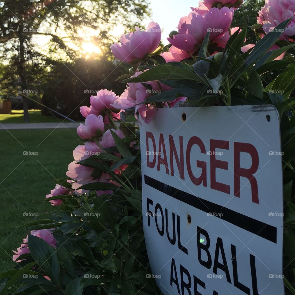 Foul ball peonies 