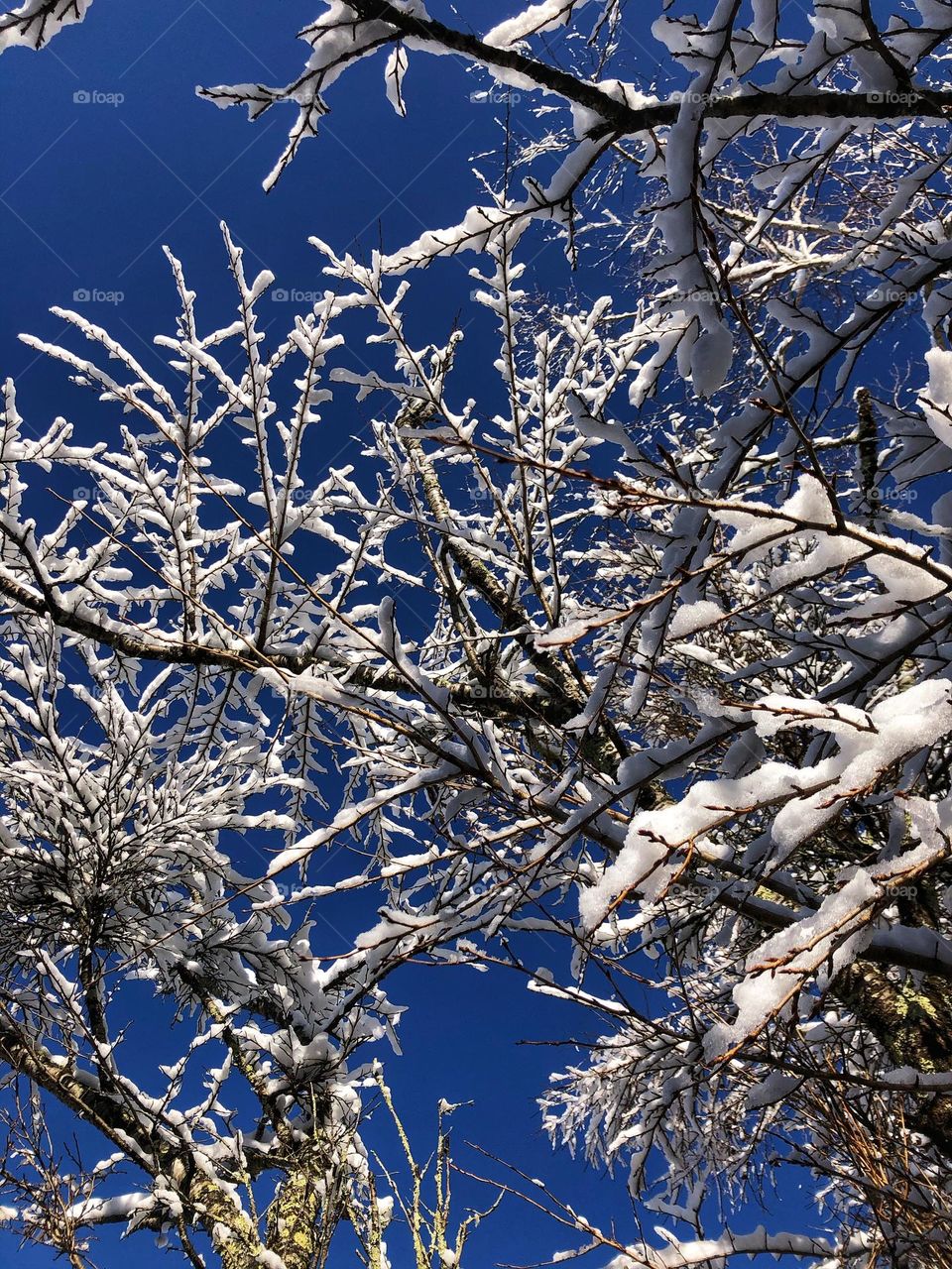 Contrasting frost among the branches in Japan near Mount Fuji.