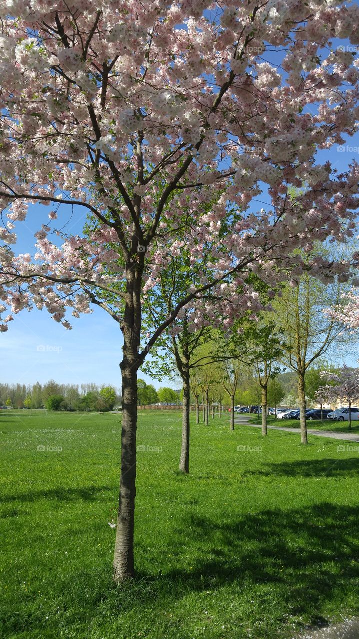 Frühlingsbaum