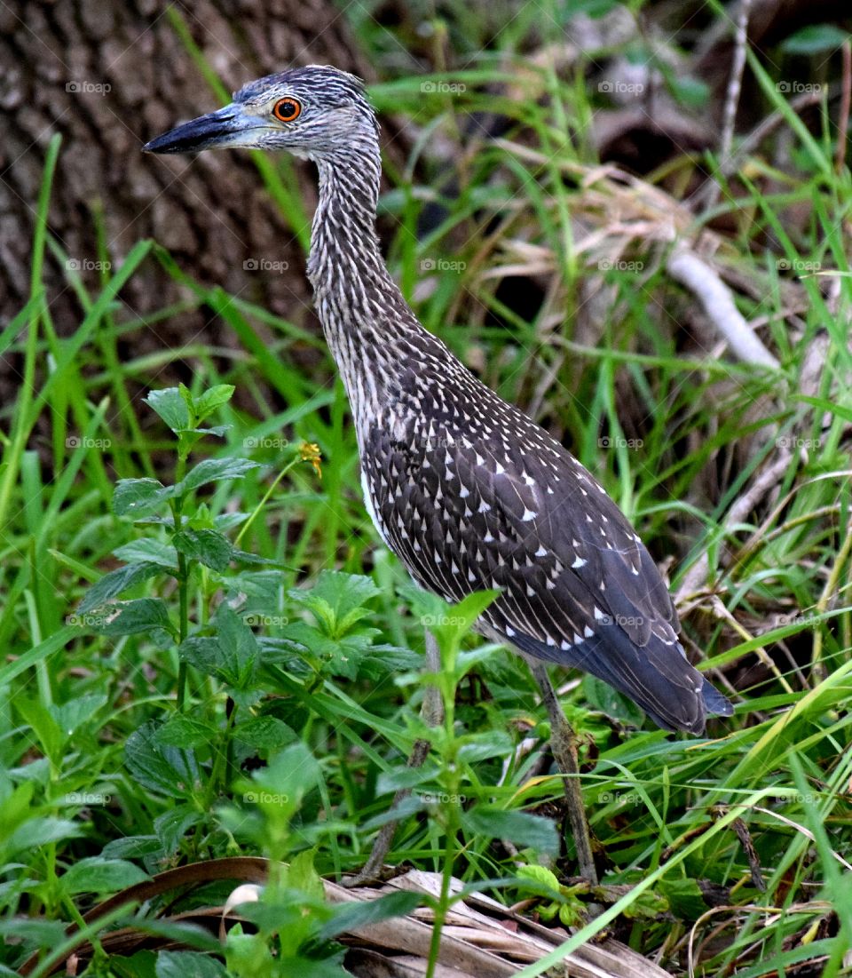 Noticed this beautiful bird in the brush,  gorgeous eye.