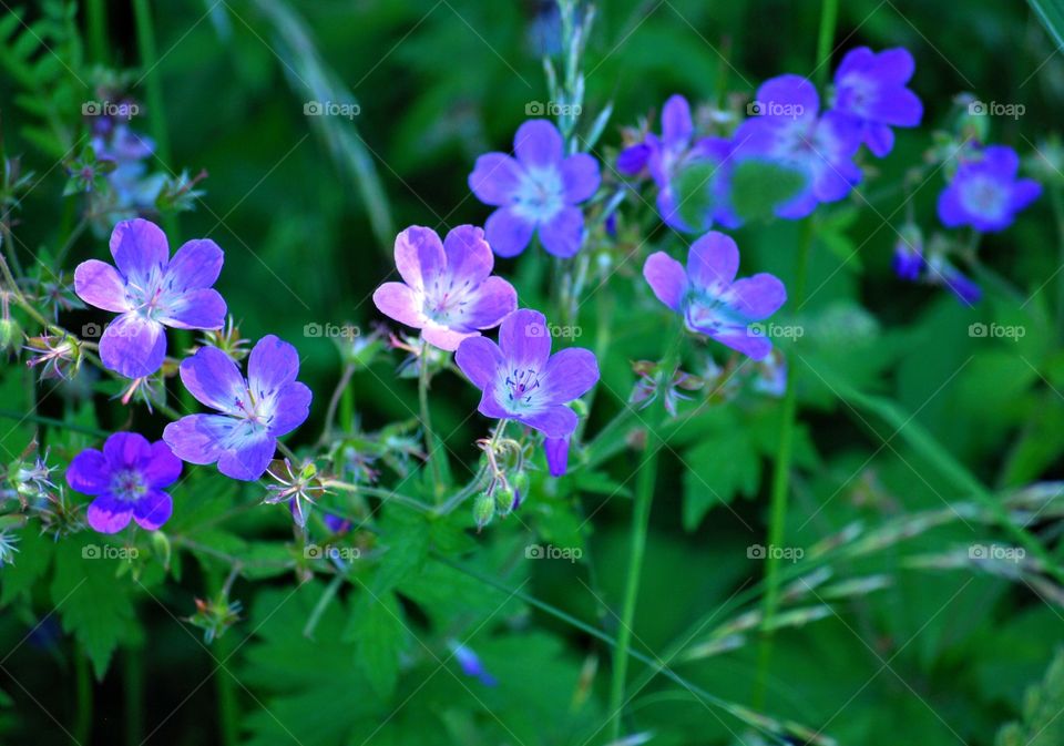 Summer flowers