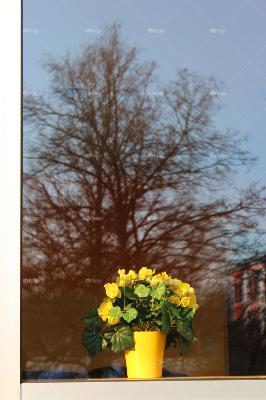 reflection of a tree in a window with a yellow potted