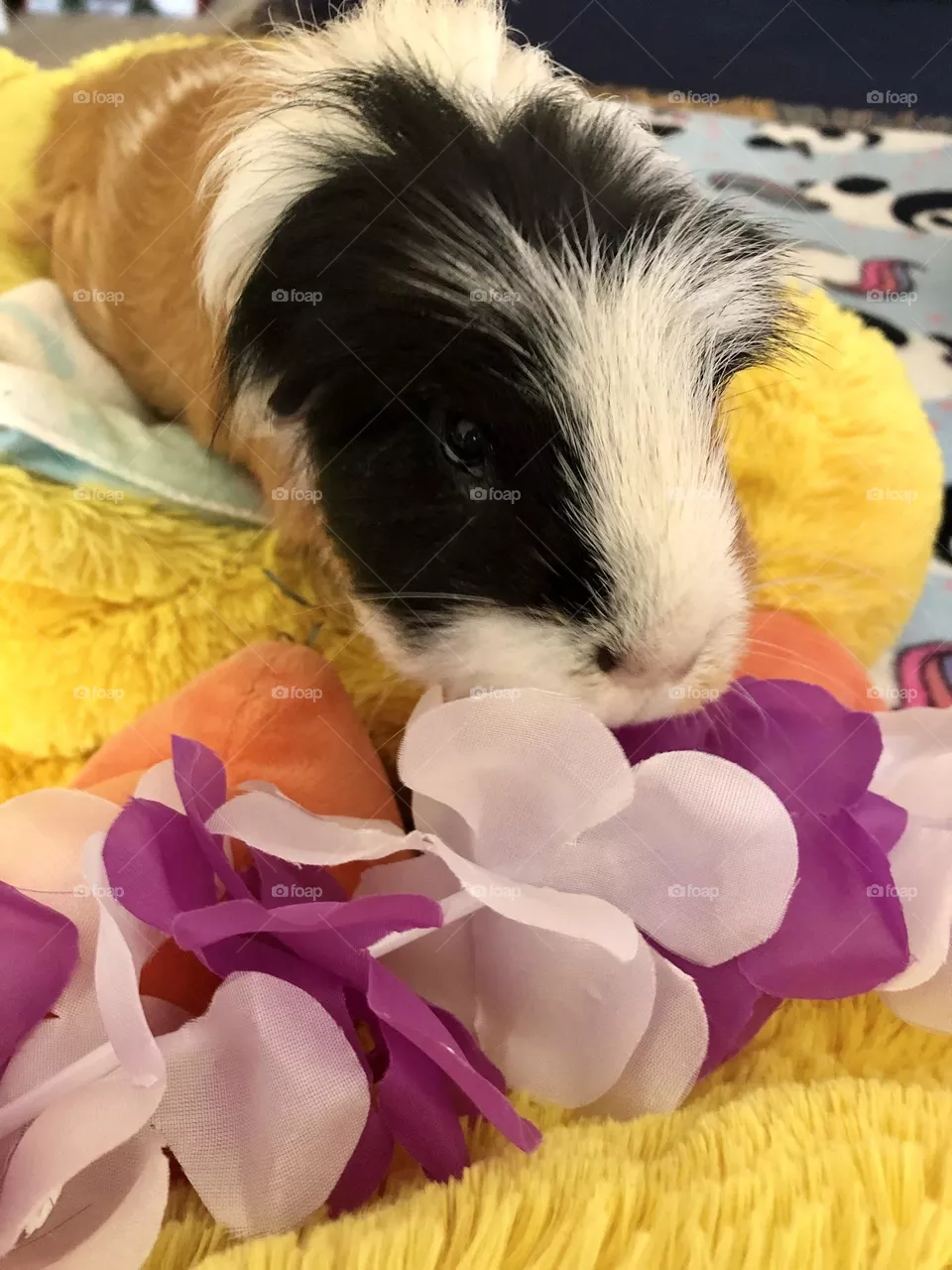 Jonathan our cute Guinea piglet 