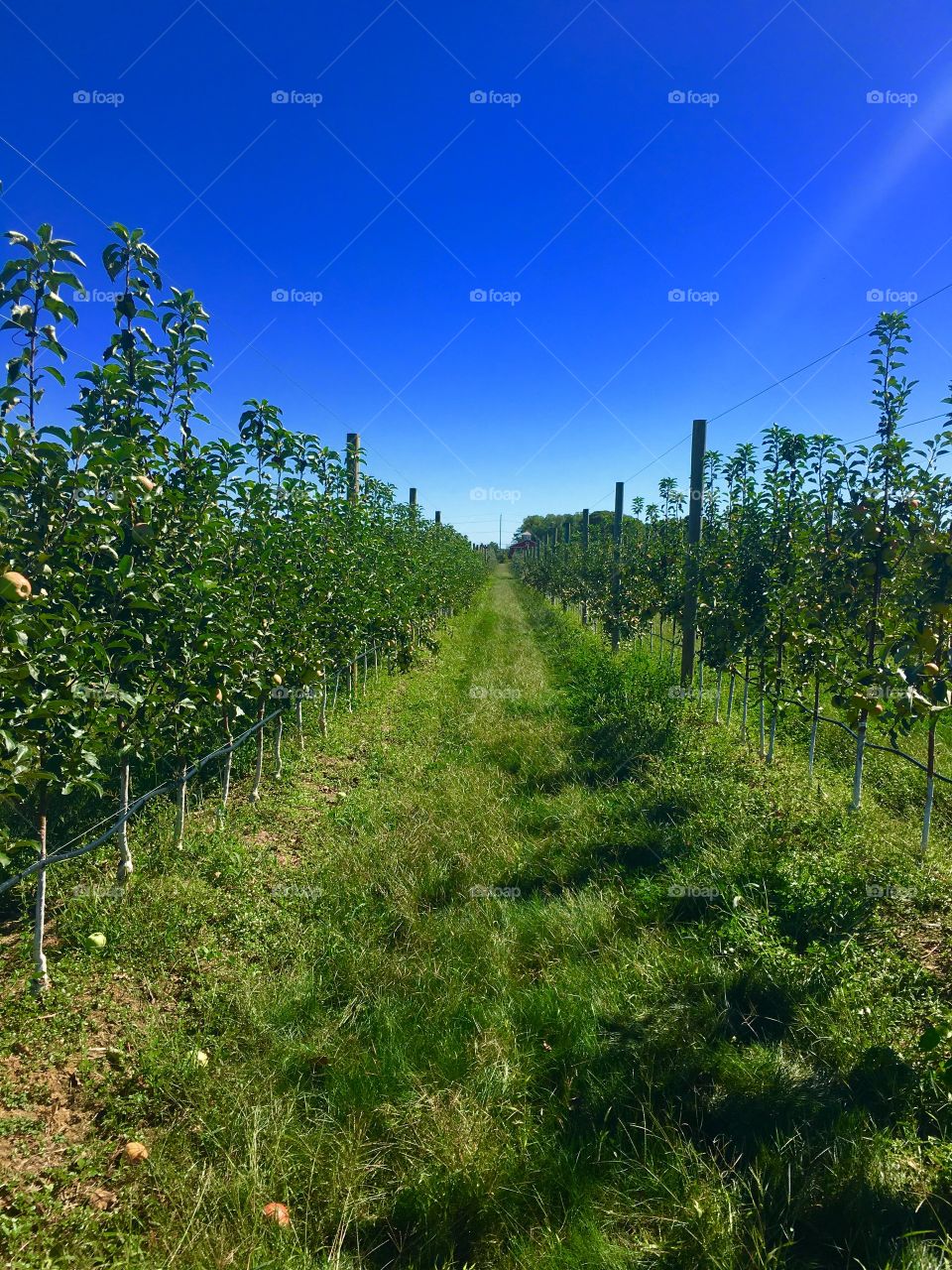 Apple agriculture