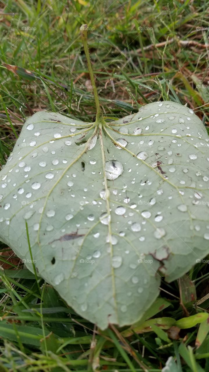 Water Droplets on Green Leaf