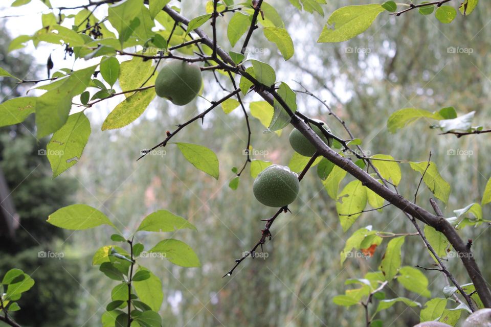 Green nature 💚💚💚