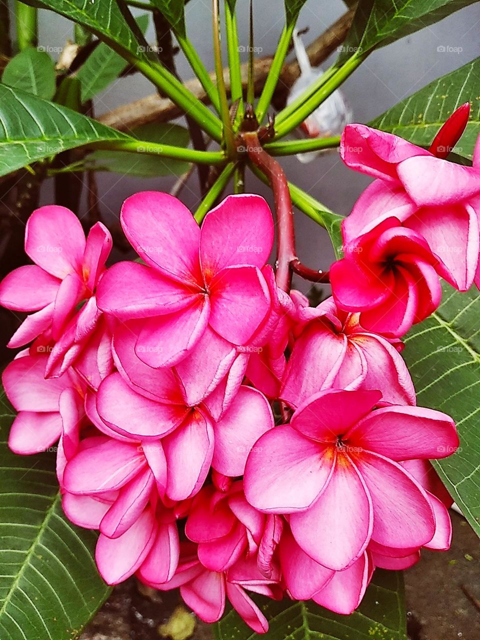 Pink flowers