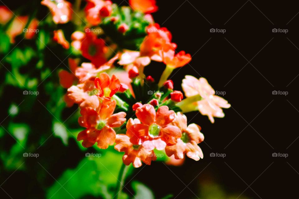 Beautiful little orange flowers on a garden, with little droplets of water on the petals.