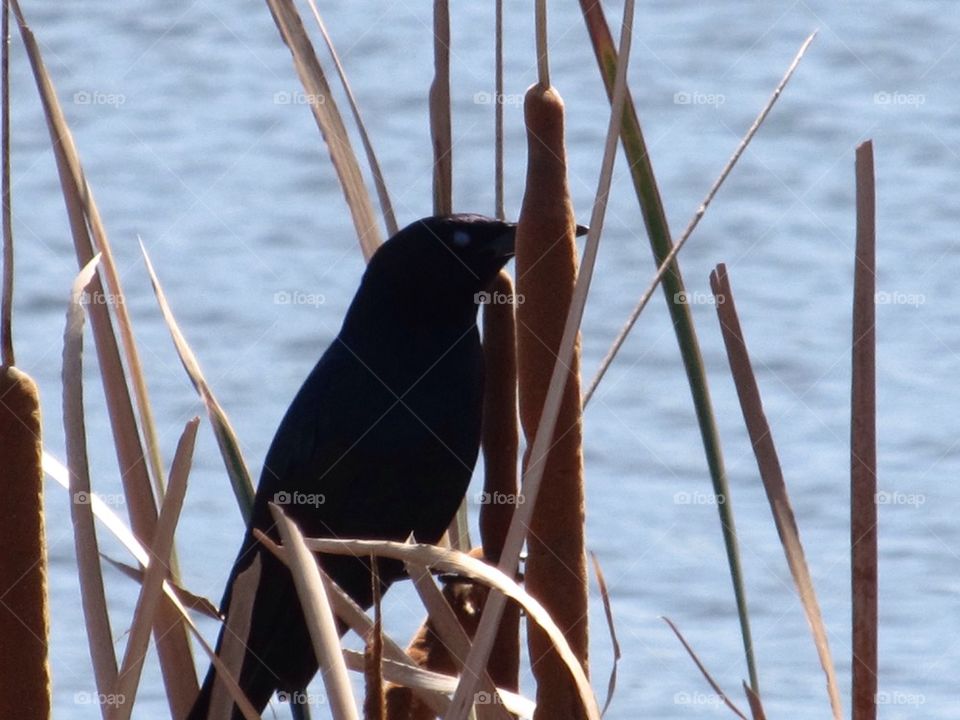 Bird on Lake