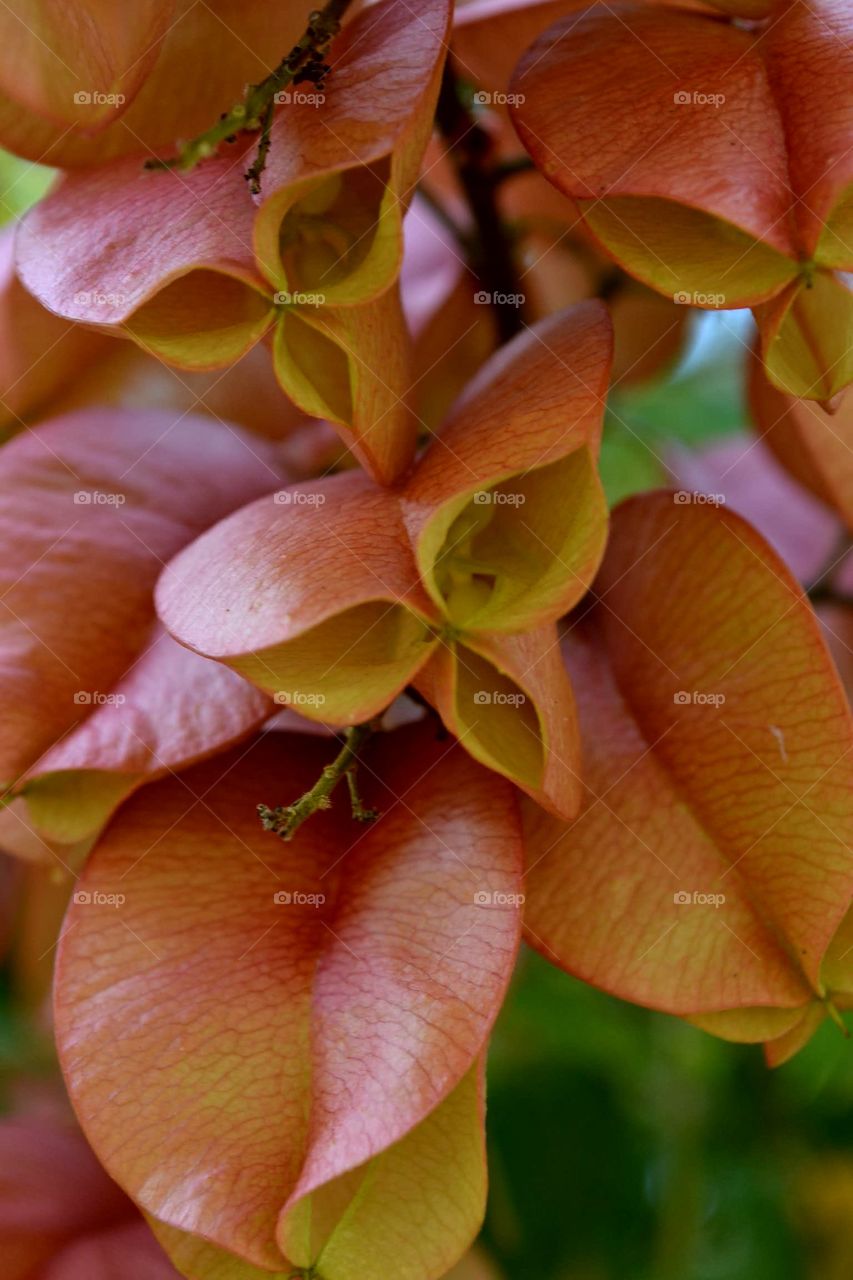 closeup seeds inside flower/leaves