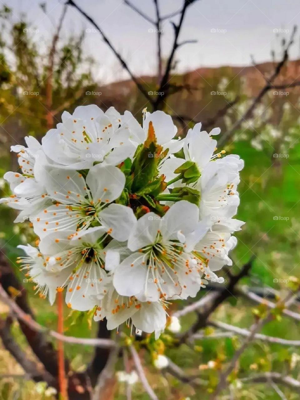 The spring white flower blossoms on the tree branches and next to the clear blue sky and green nature are very beautiful...